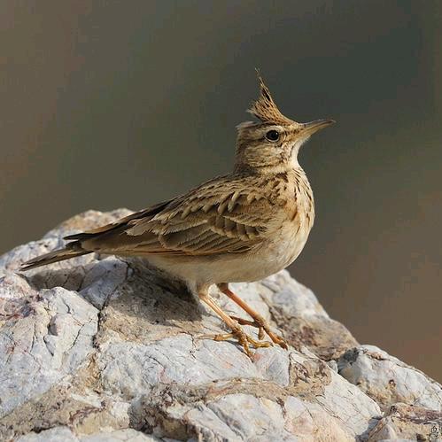 半生烟火，一碗清面.