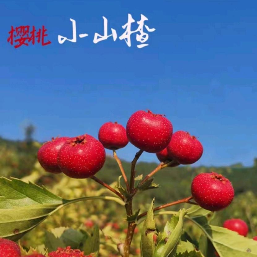 楂楂梅