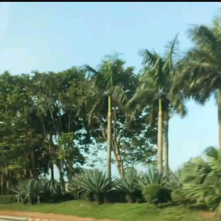 冰心玉洁