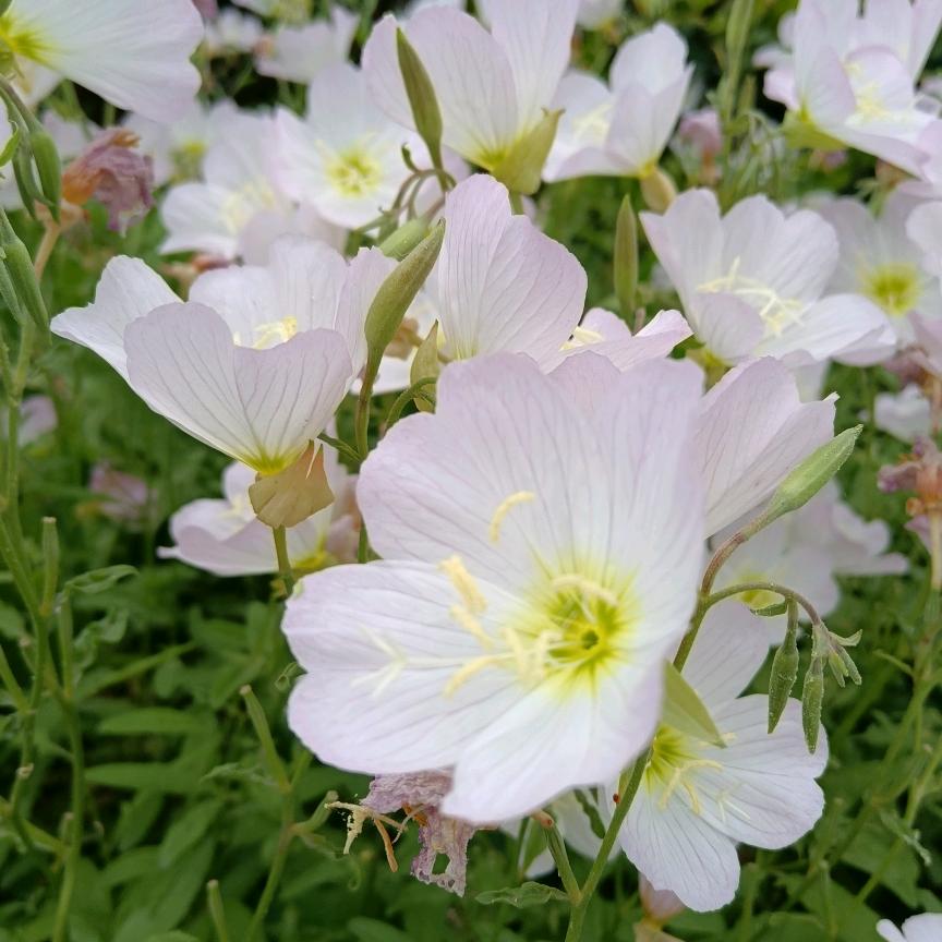 一只花