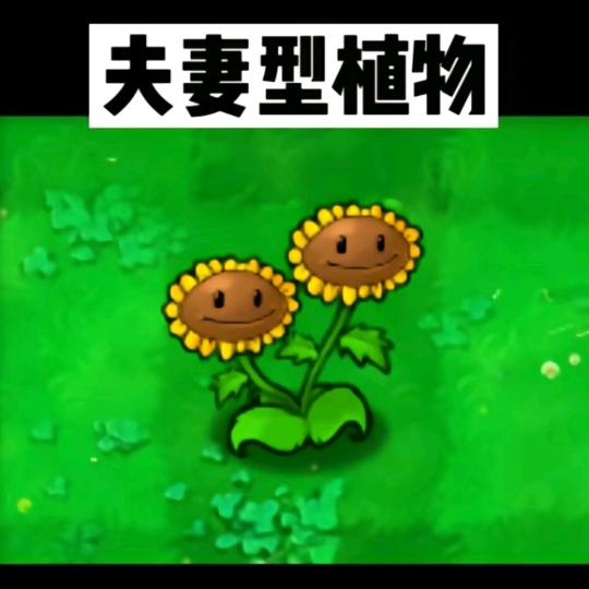 植物大战僵尸(小小渔)