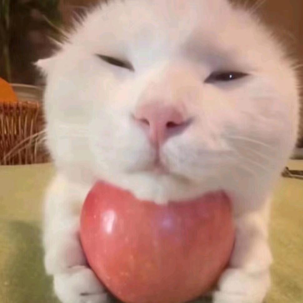 猫meme小糕手