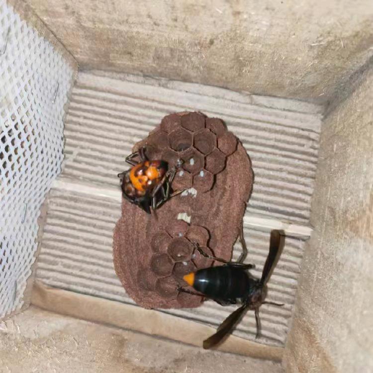 宁远红兵胡蜂养殖场