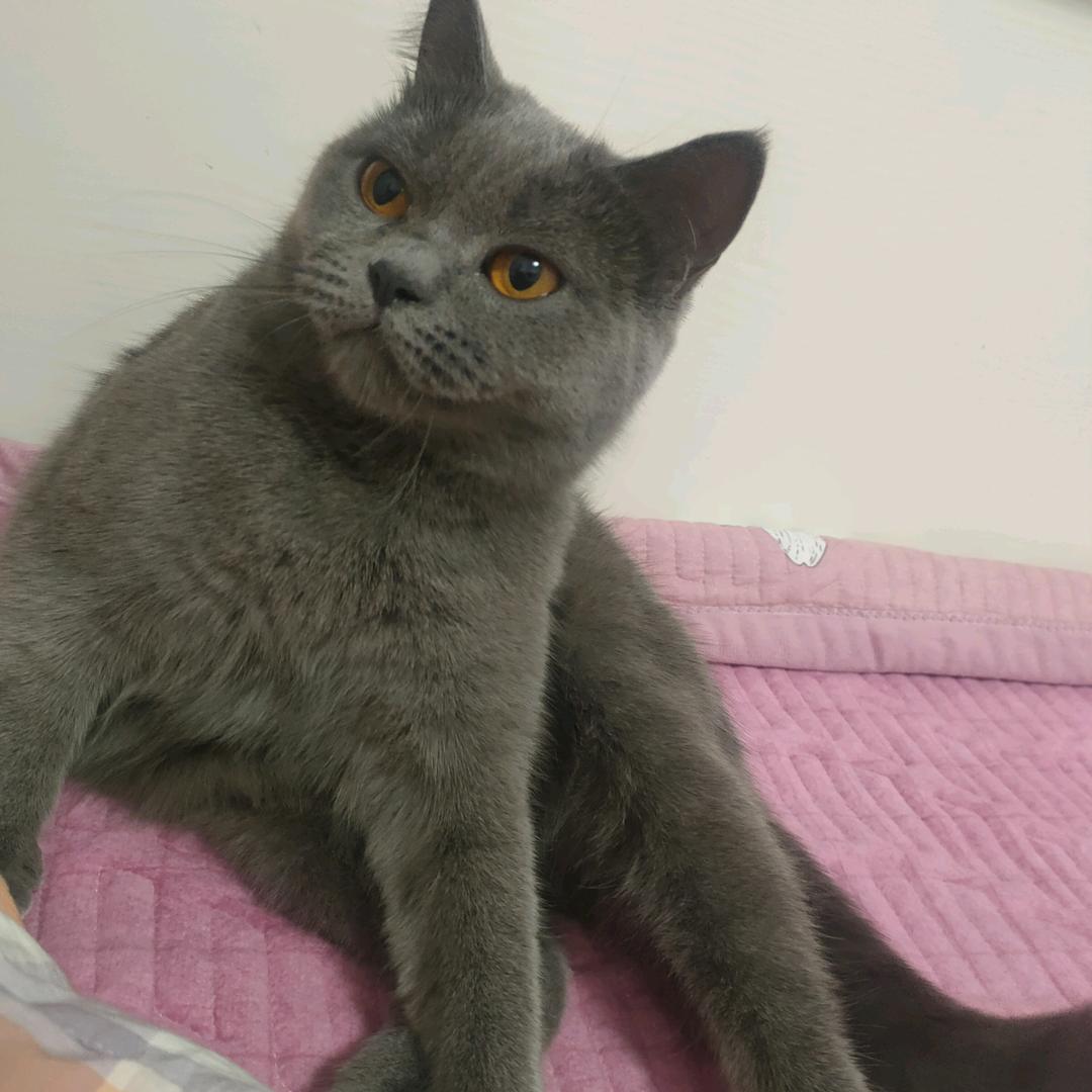 乐乐是只喵（诸城市微光流浪猫小院）