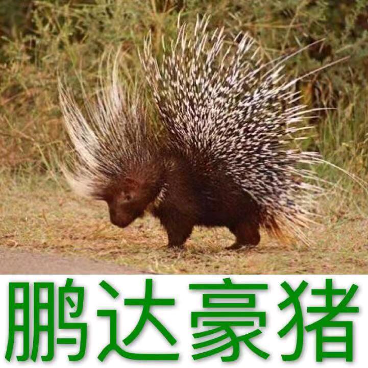 鹏达豪猪