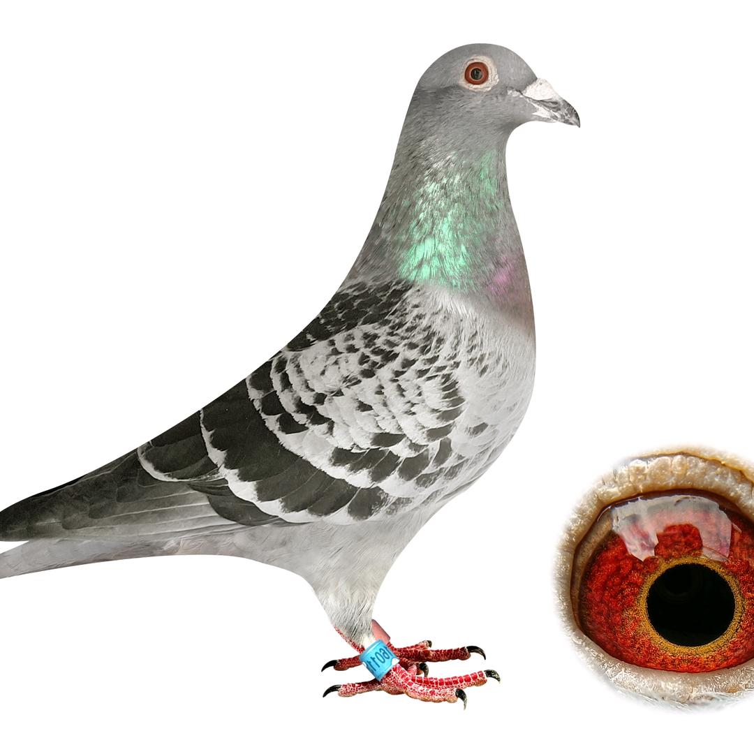 红灰鸽舍   阿福