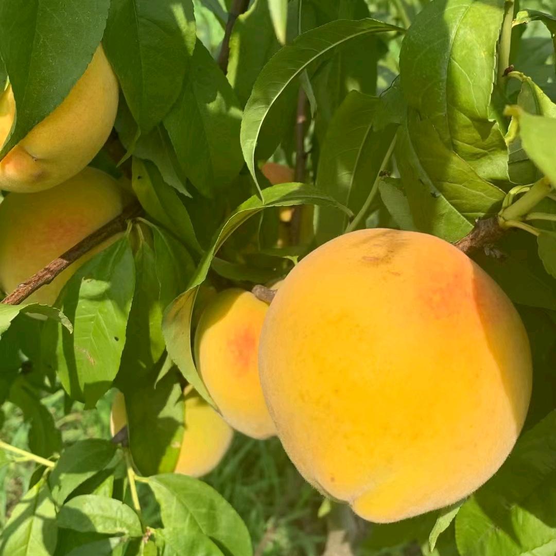 胭脂红