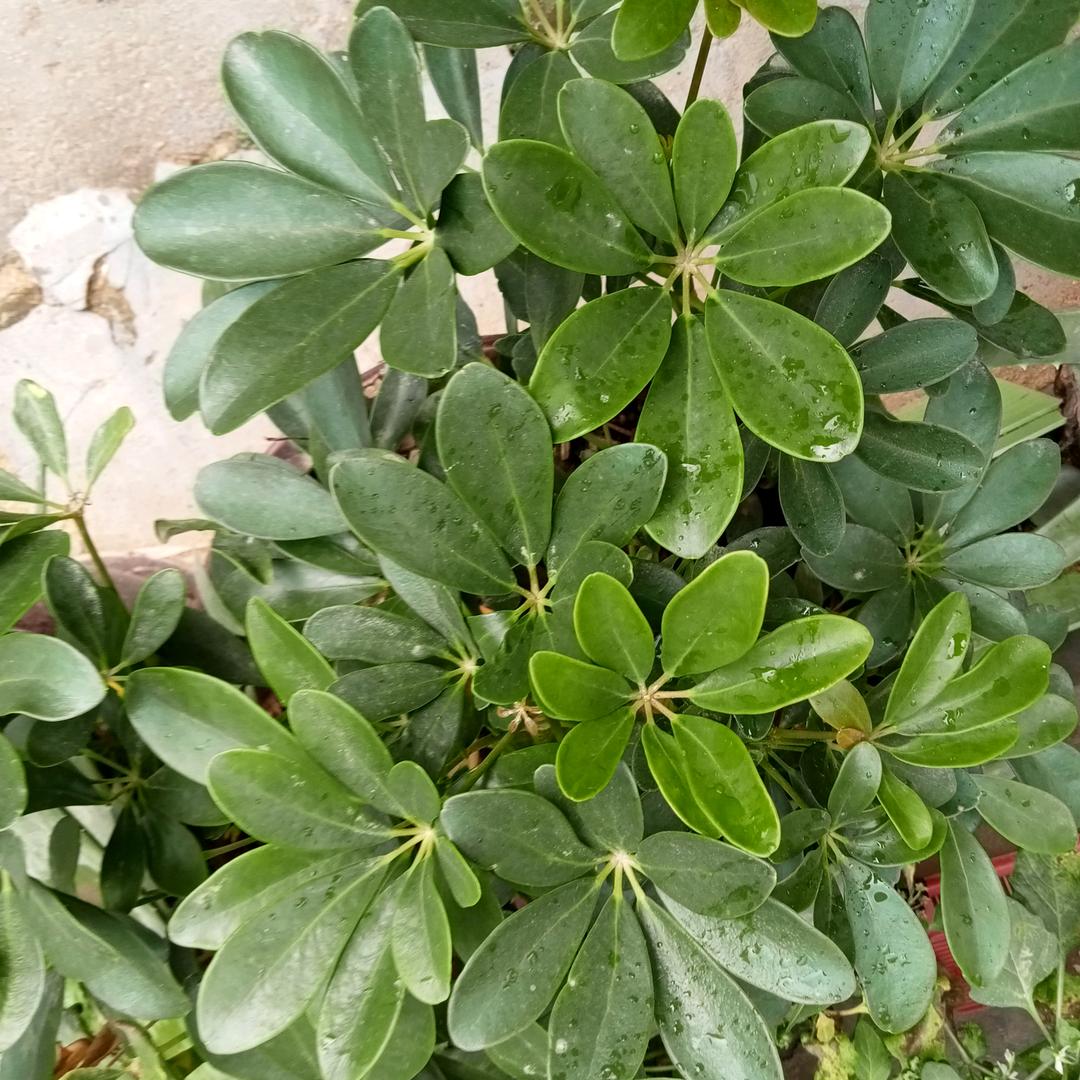玉芳