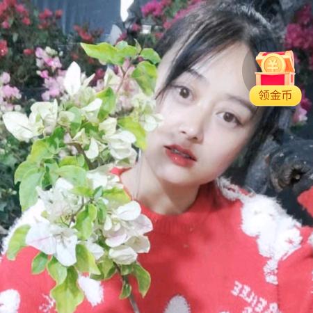 金元格格三角梅