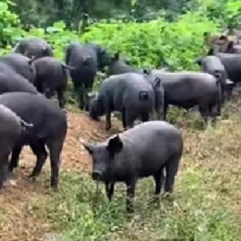 放山养猪，改编歌？