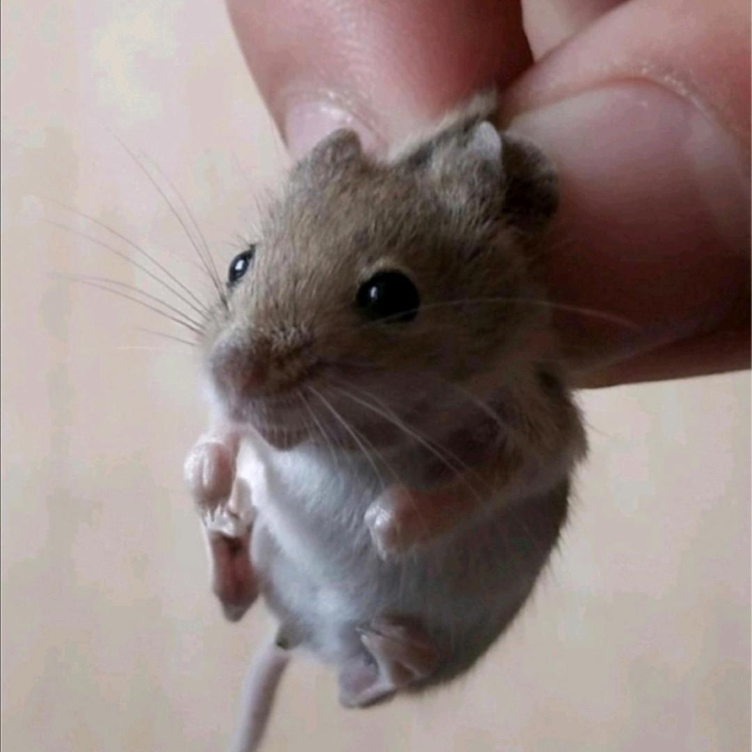 傅