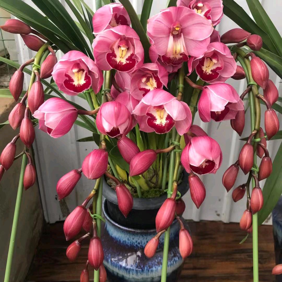 香贝花卉园艺坊