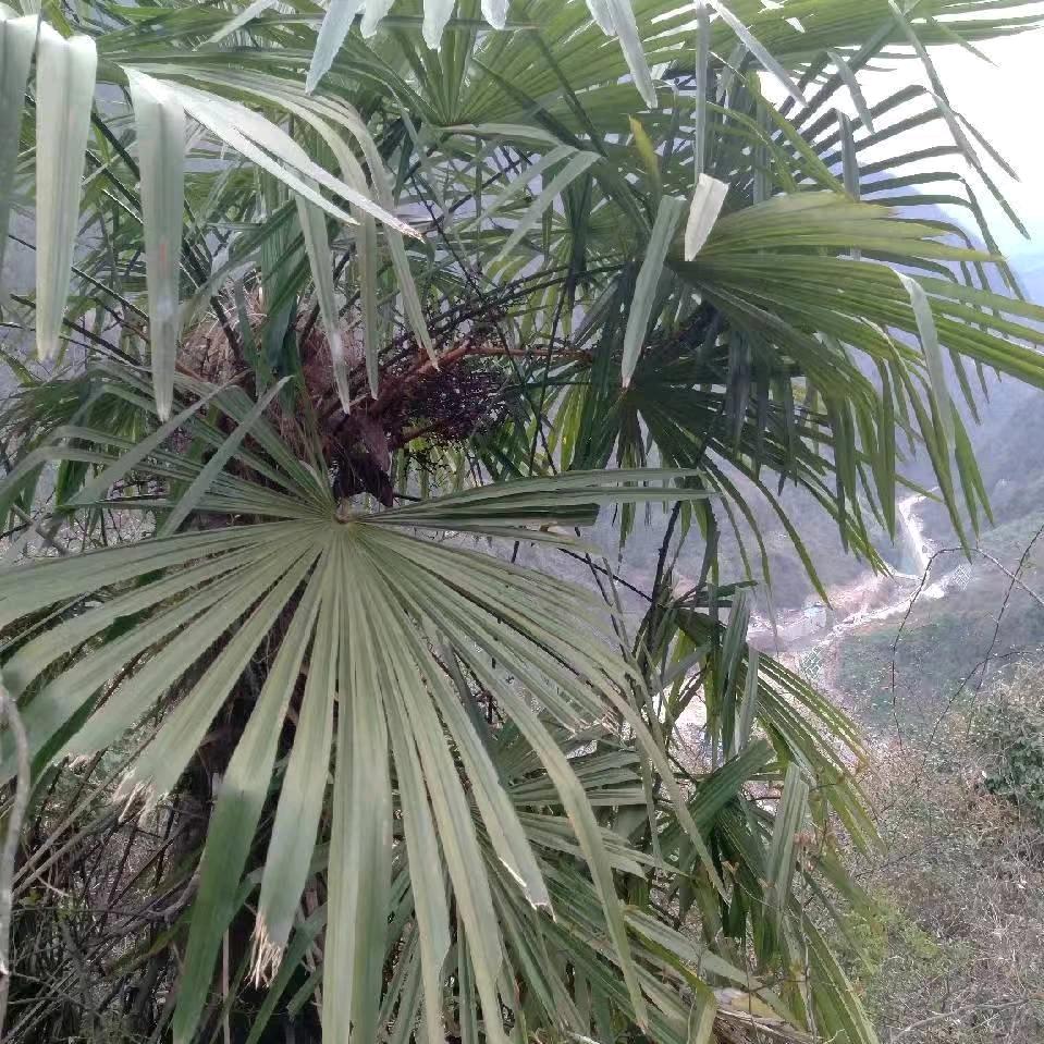心想事成