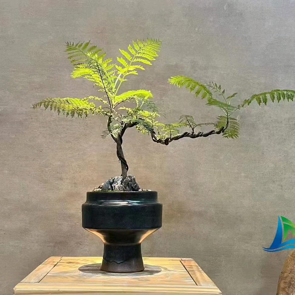 许昌双龙湖绿植花卉批发小静花卉