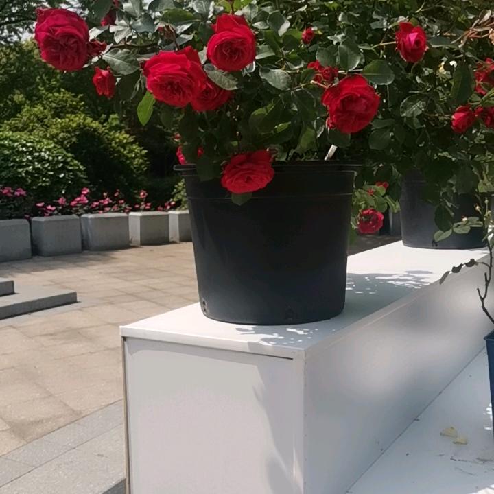 读心