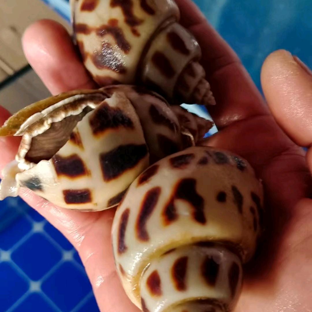 理想
