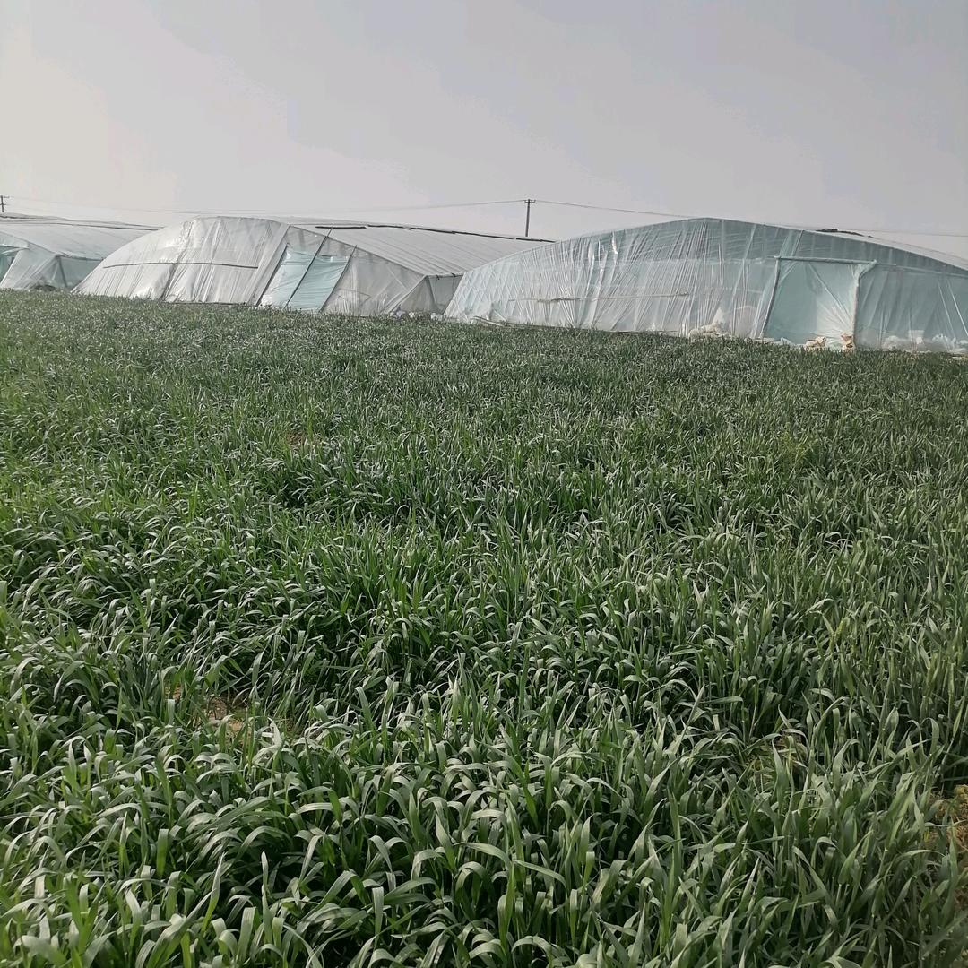 种地的