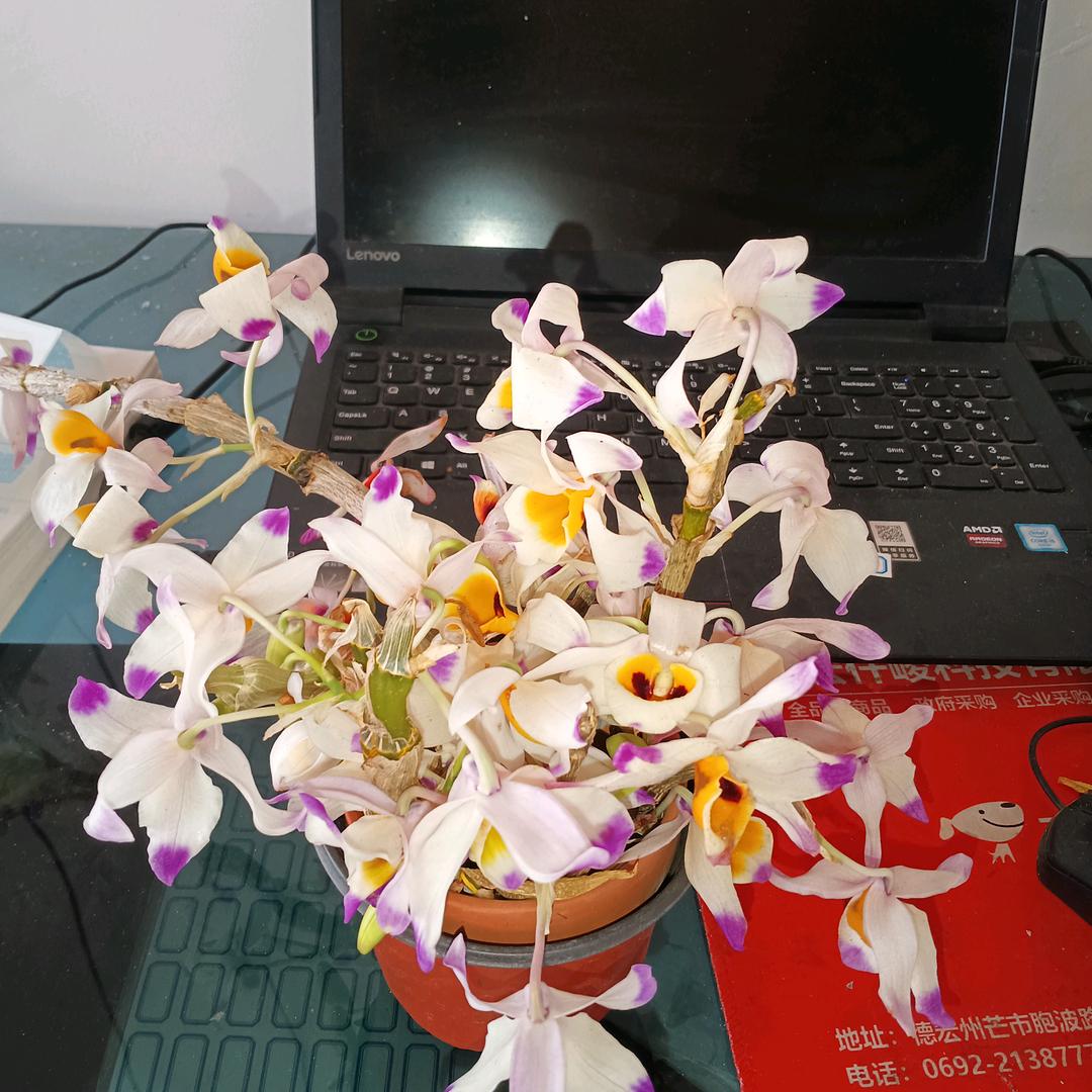 芒市石斛花卉