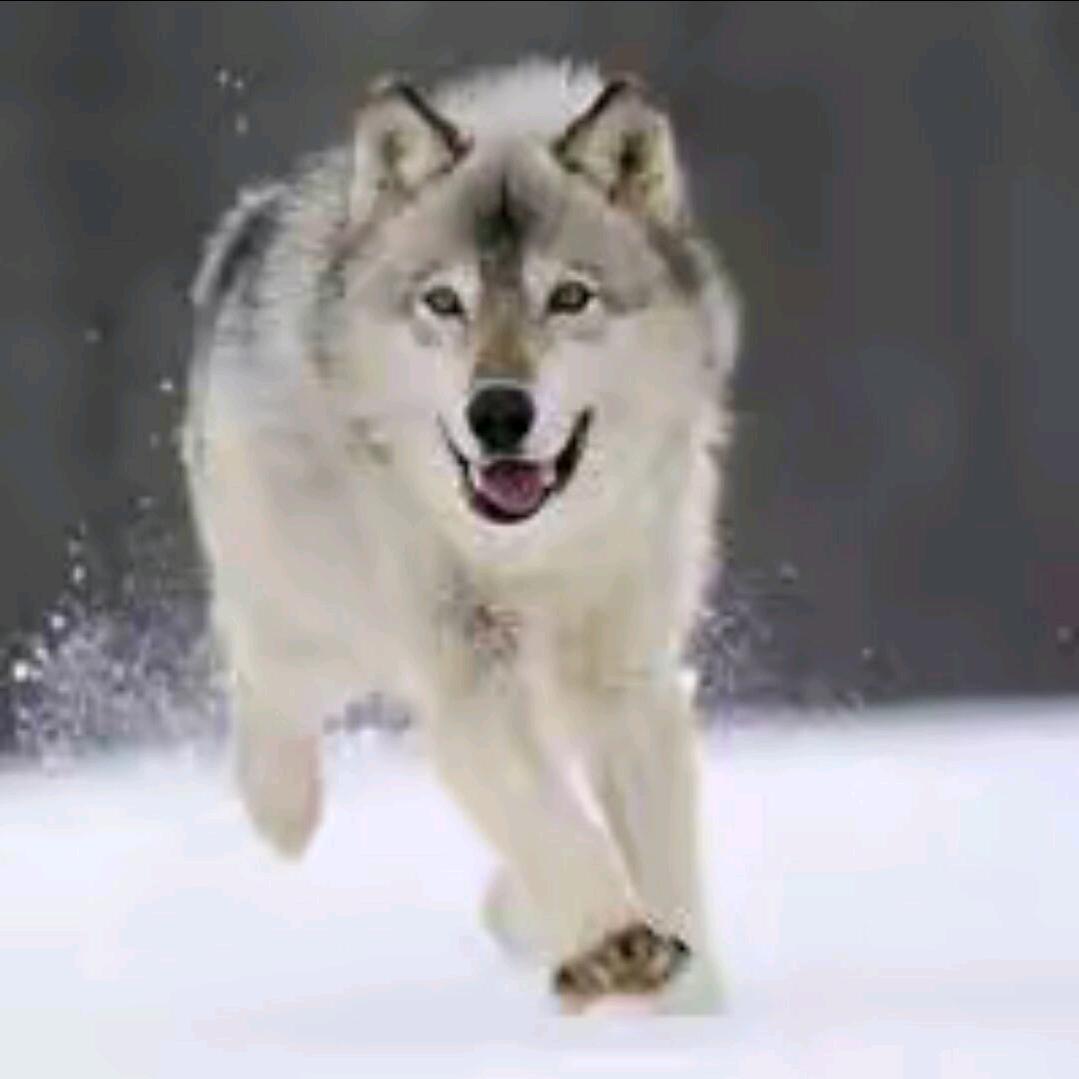杀破狼
