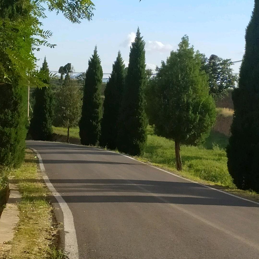 淡雅清心