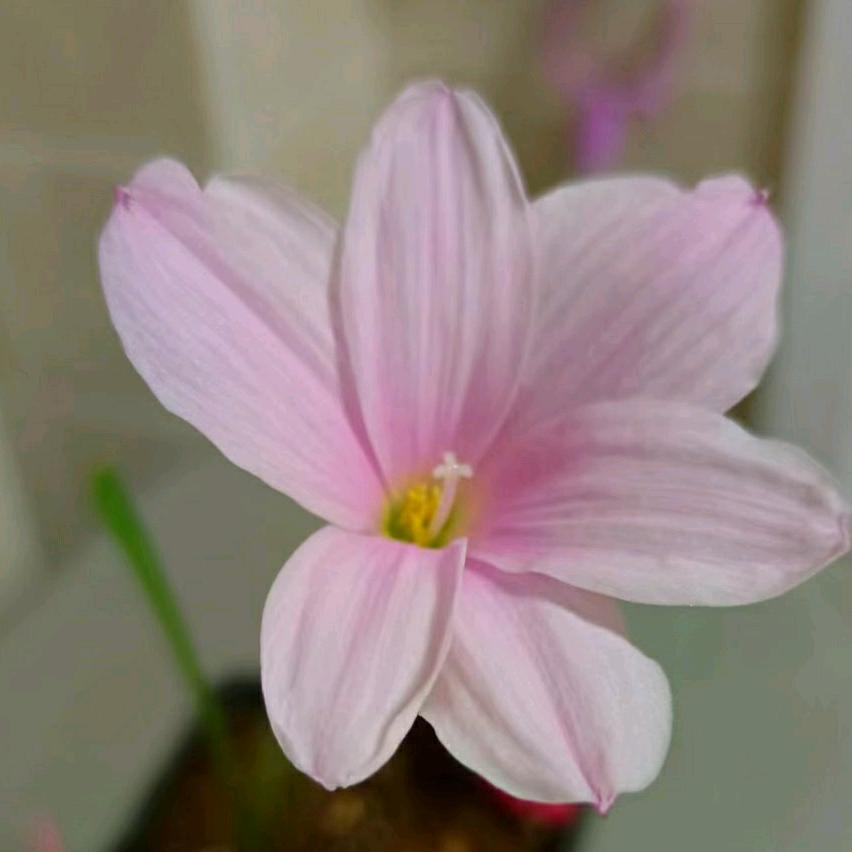 晨菲