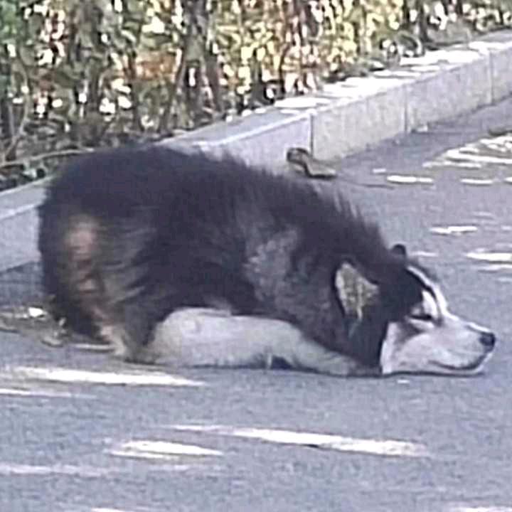 是周扣扣Coco*(ZJY)