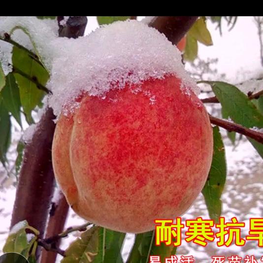 我是知足丫