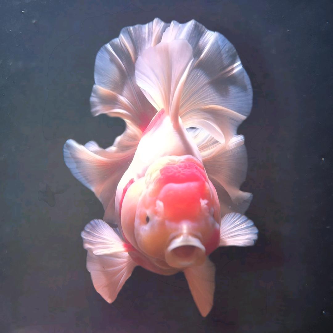 金鱼陆（泰狮金鱼）