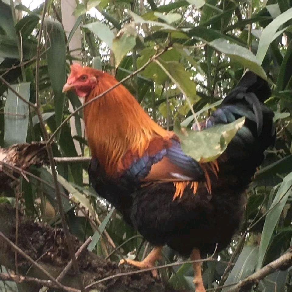 养猪妹……鹅.……鸭……鸡……