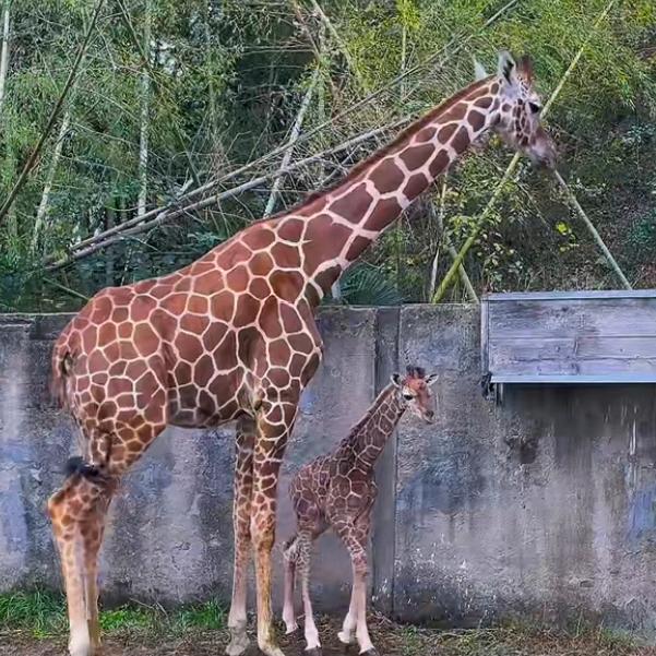 王者荣耀古镇寻走