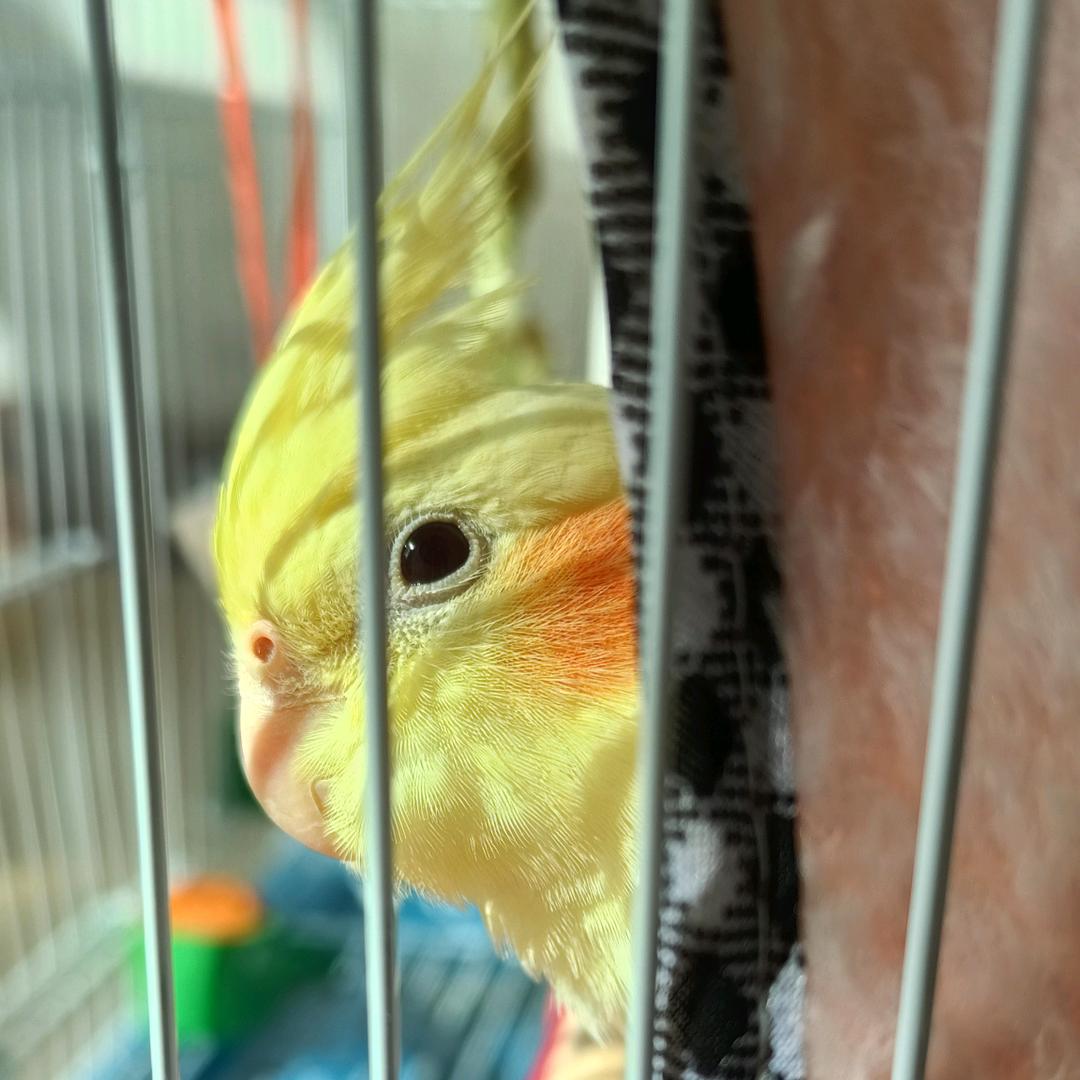 可恼也头像