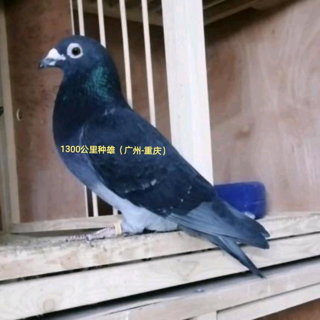 莲城（汪种吴淞）