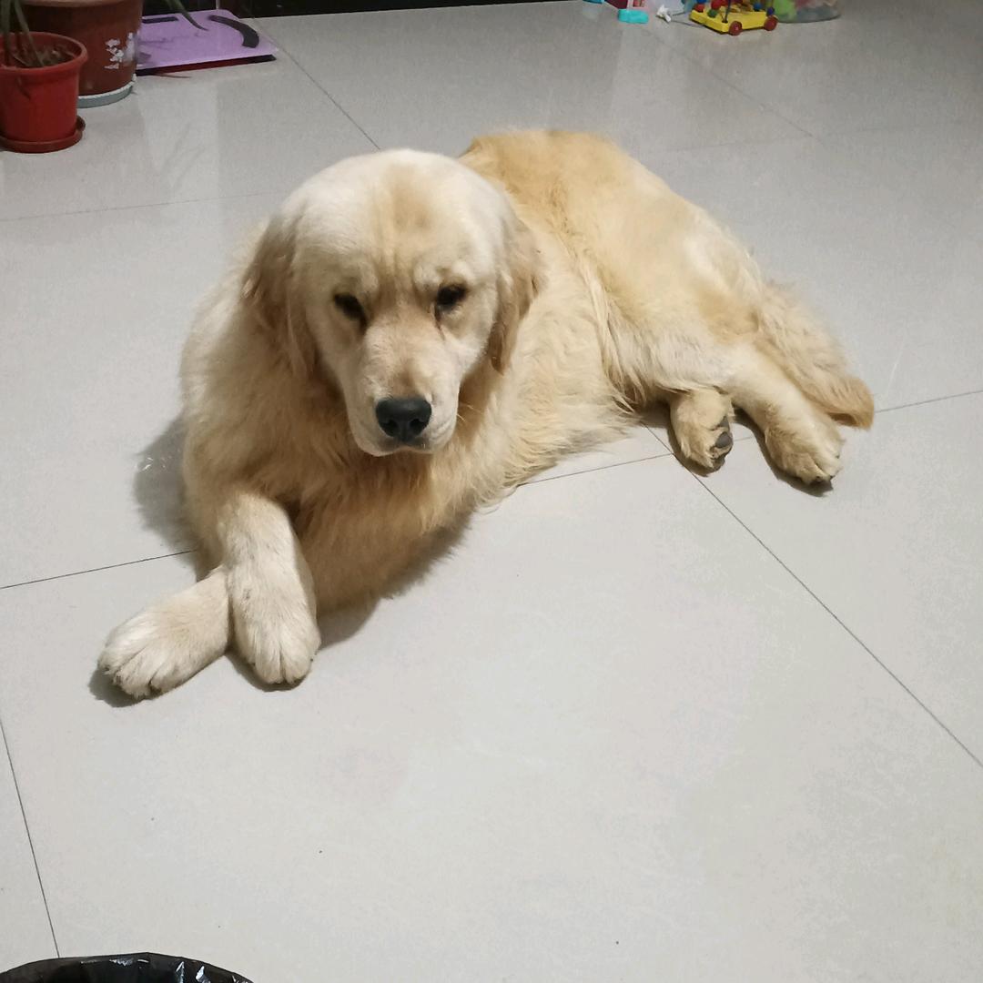 CKU春暮犬舍