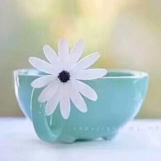 心雨(橱窗有好物)