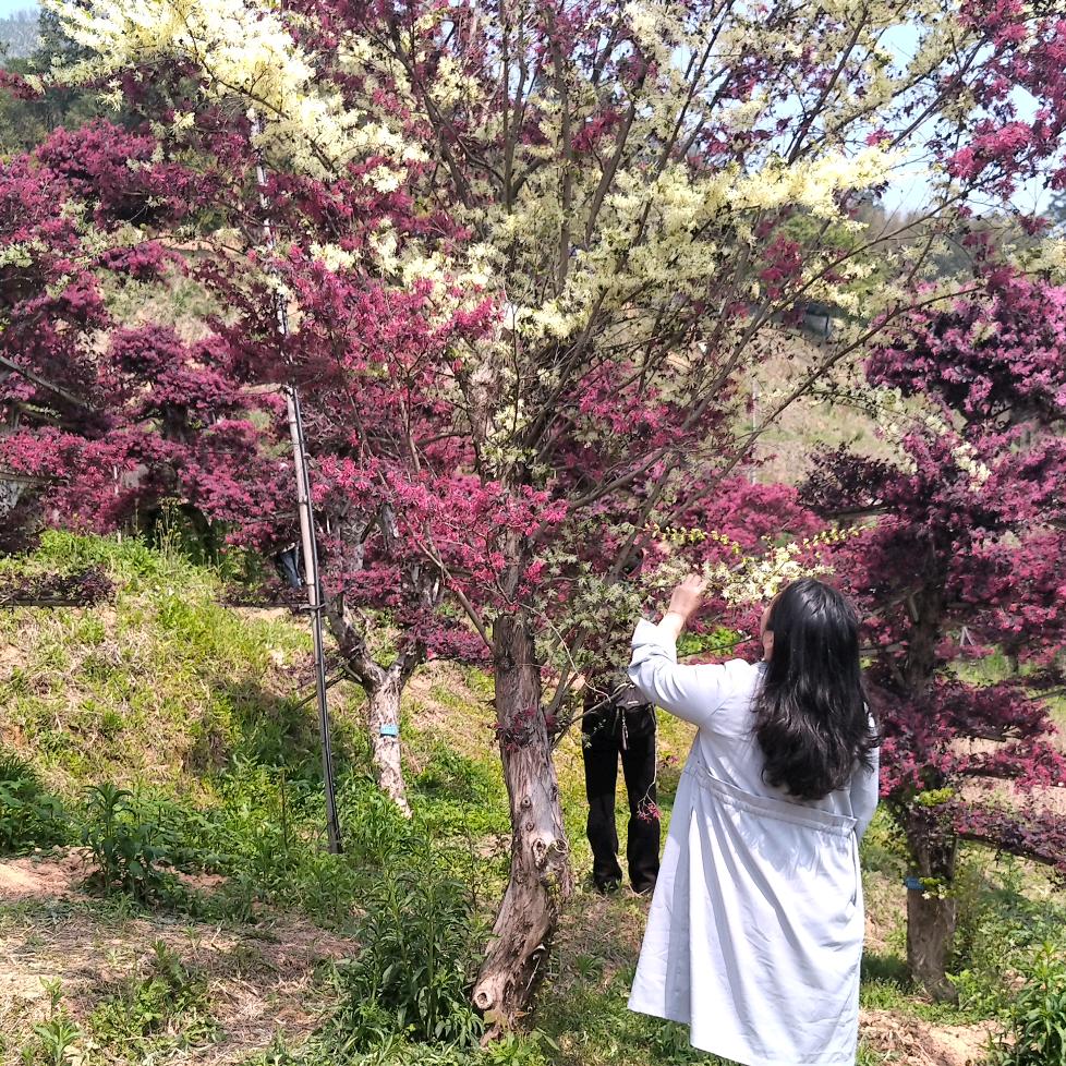 菲菲