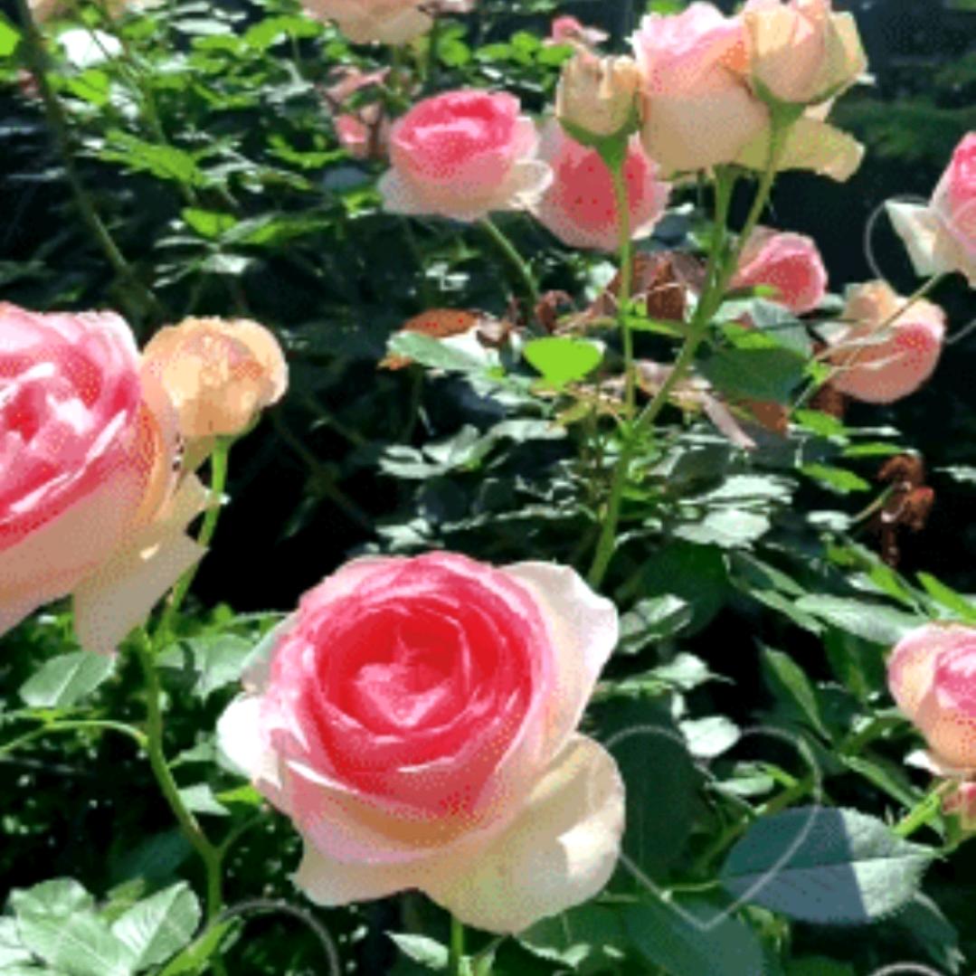 💓红红火火💓