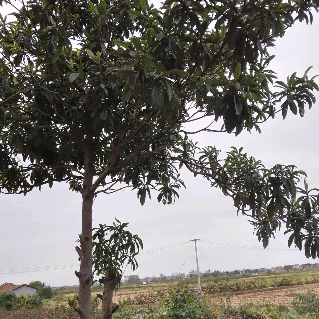 yujiaxin