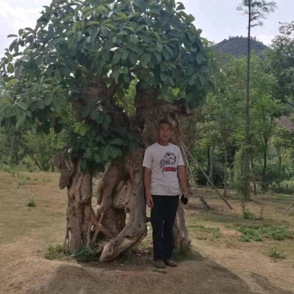 千年富贵