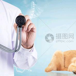 兽医托尼师
