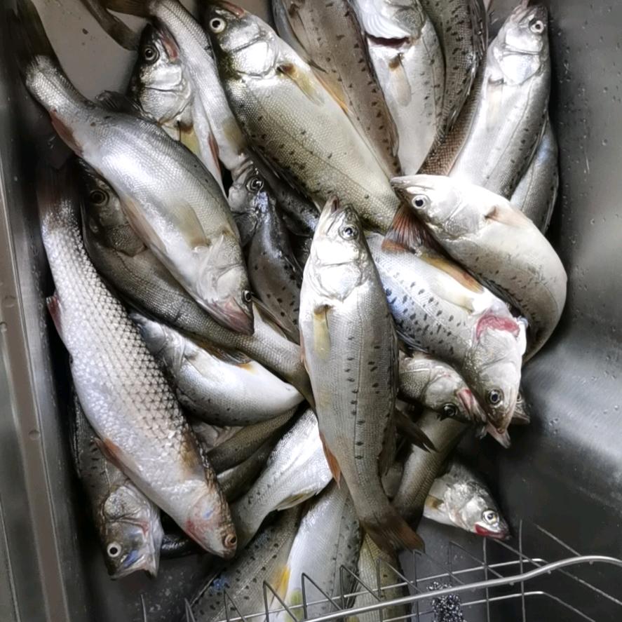 海钓（平民干货版）