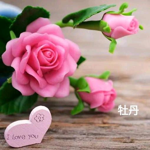 牡丹🌺