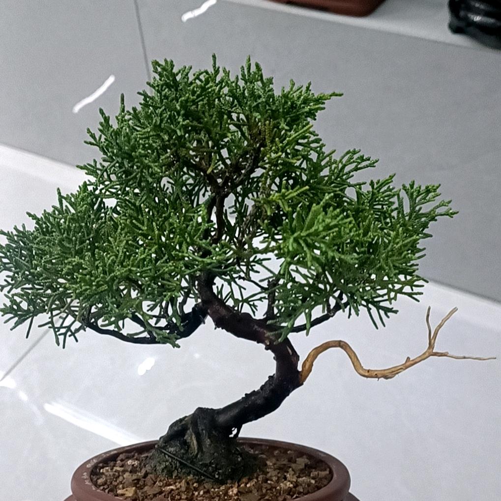 卓高美缝☞兰陵服务中