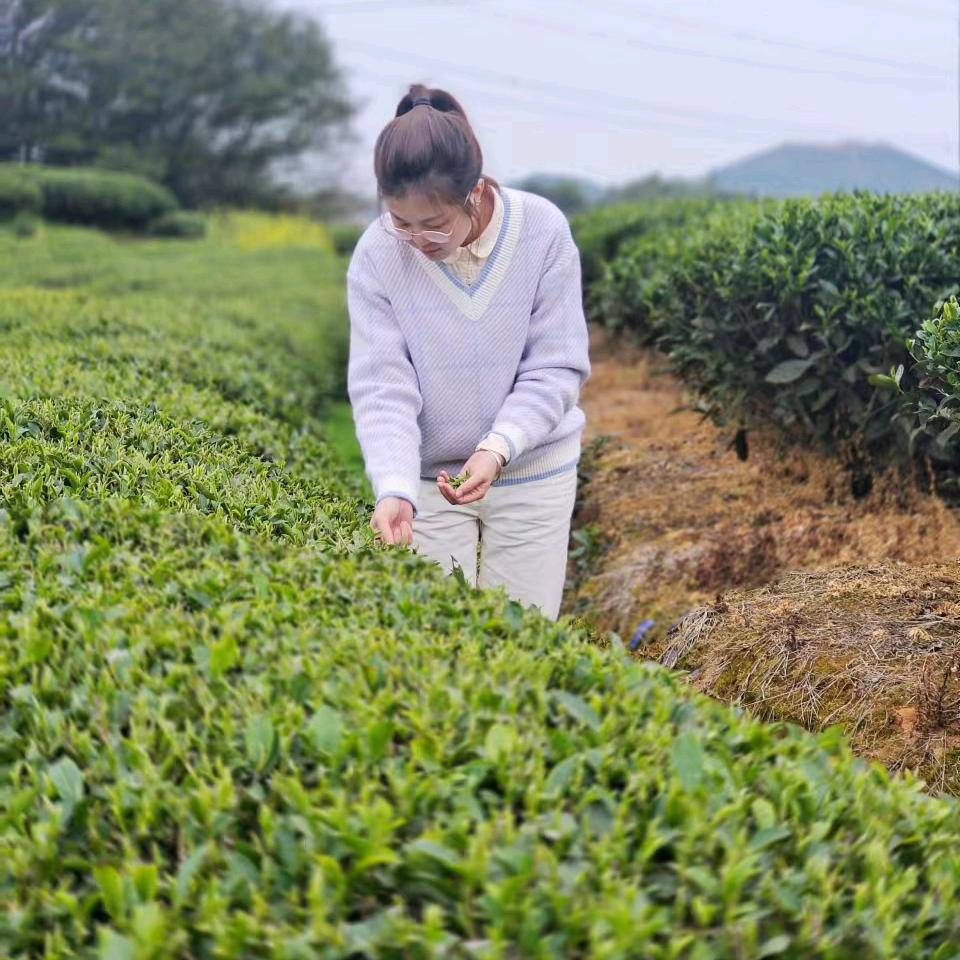 菜苗的茶