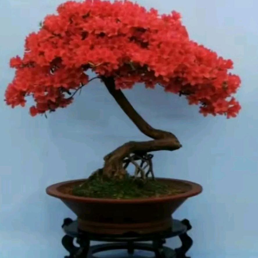 茂源盆景园艺