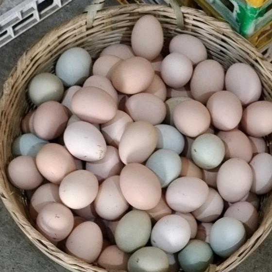 万家蛋业官方号