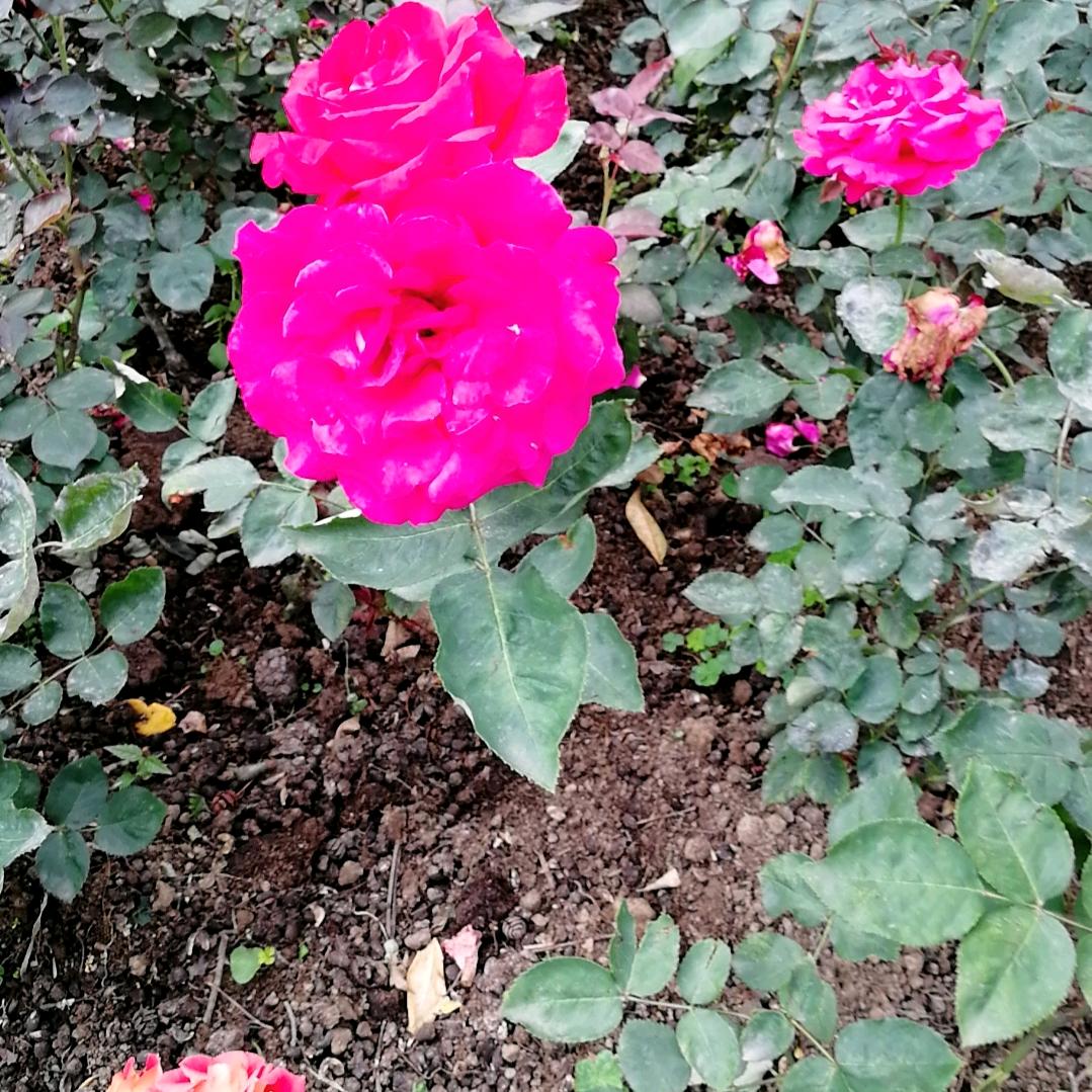 天生我才必有用