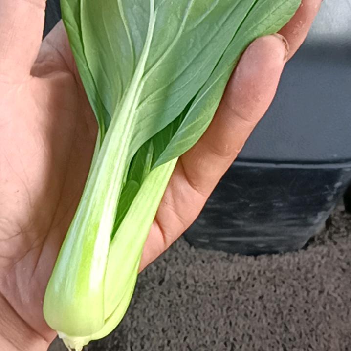 天意，一年四季代收代发上海青（油菜）
