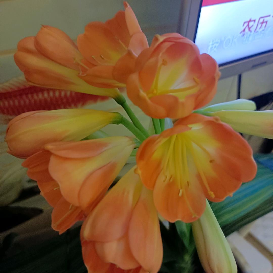 米兰花