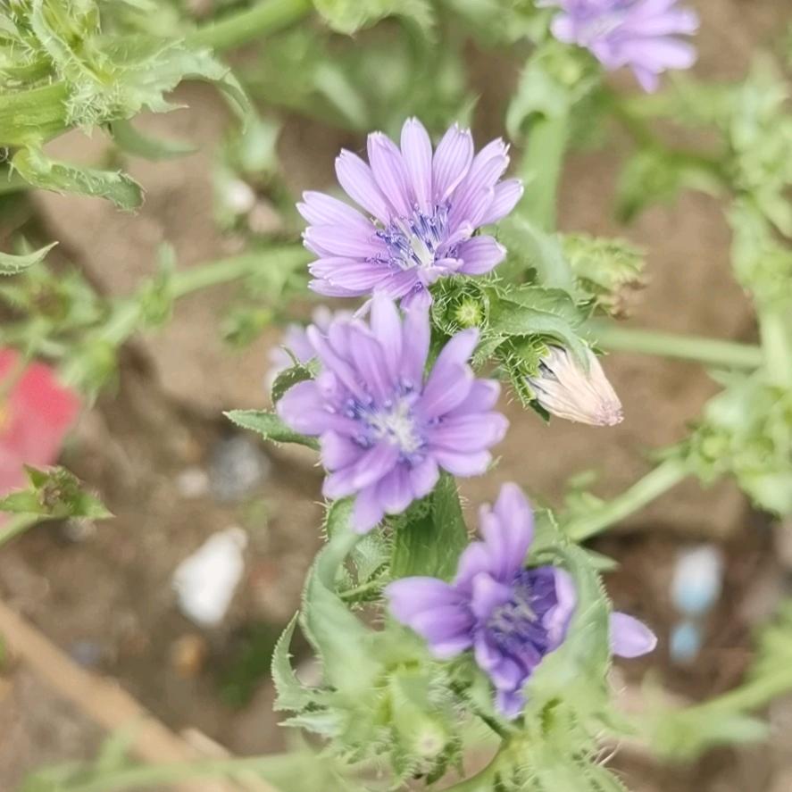 小芯伊