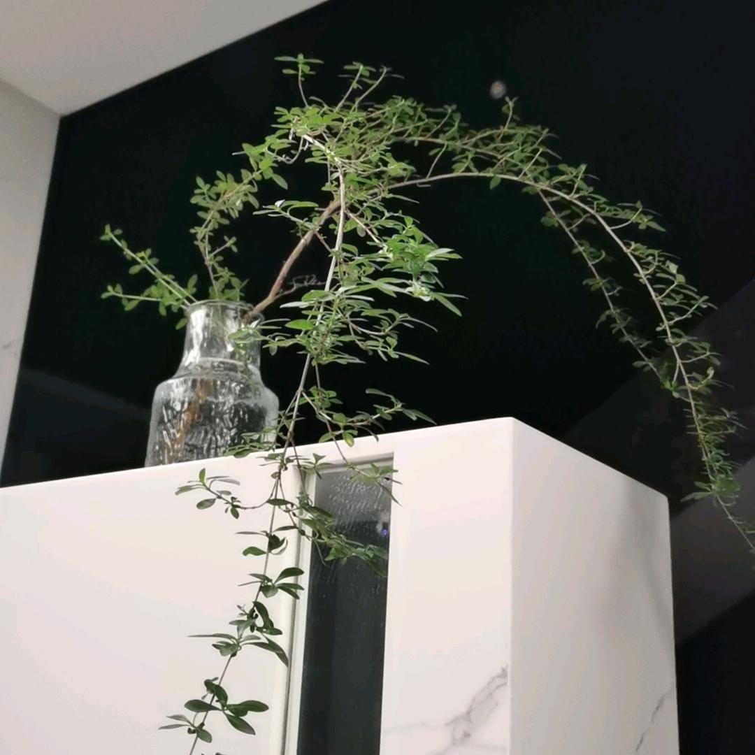 兔儿的悠闲